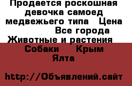 Продается роскошная девочка самоед медвежьего типа › Цена ­ 35 000 - Все города Животные и растения » Собаки   . Крым,Ялта